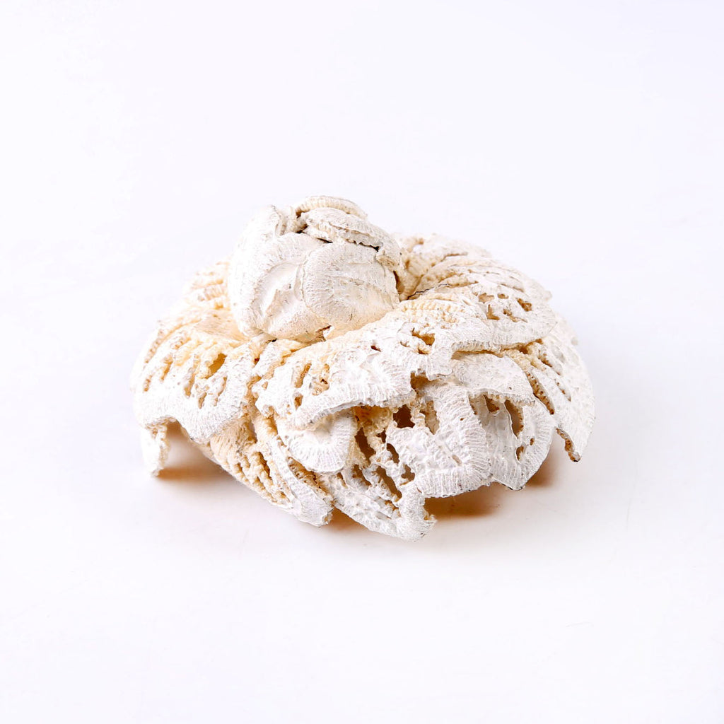 Camellia Crochet Brooch White