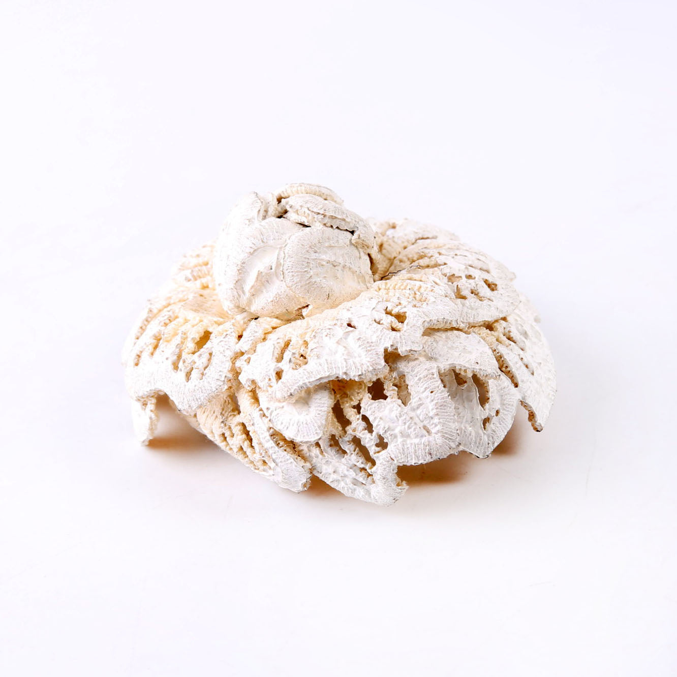 Camellia Crochet Brooch White